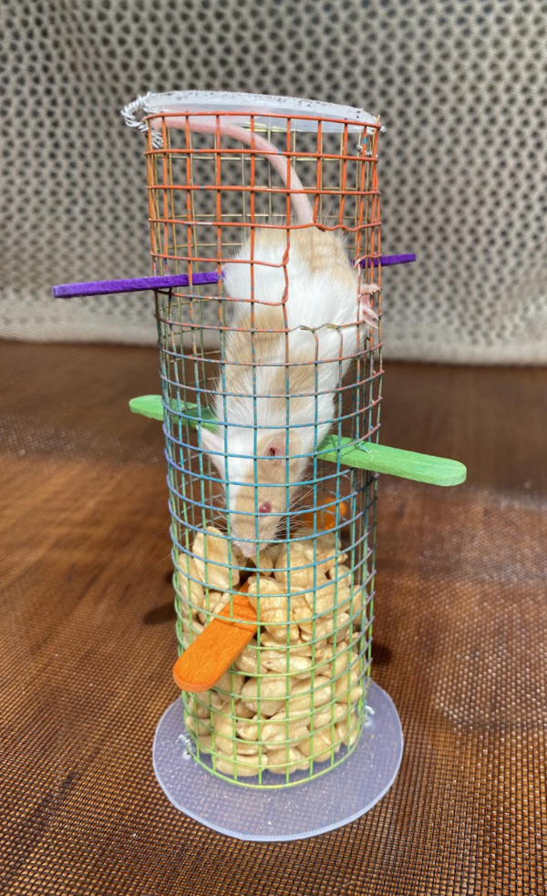 Peanut tease tower for mice