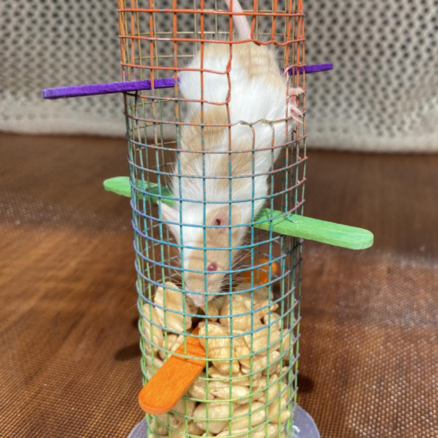 Peanut tease tower for mice