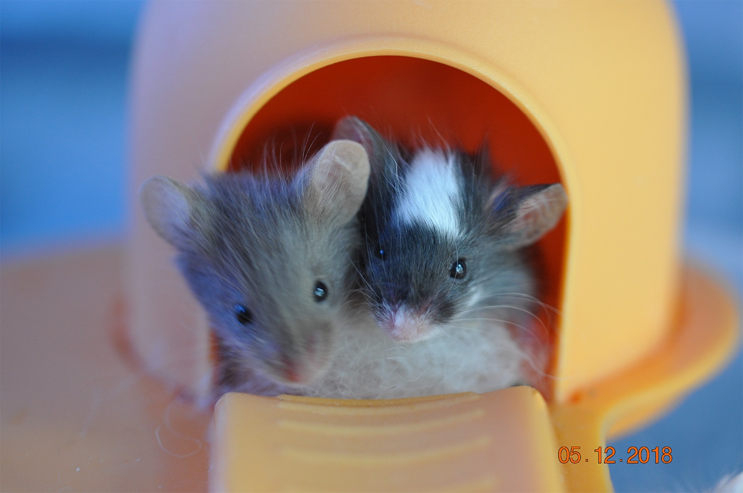 Health and Experienced Advice