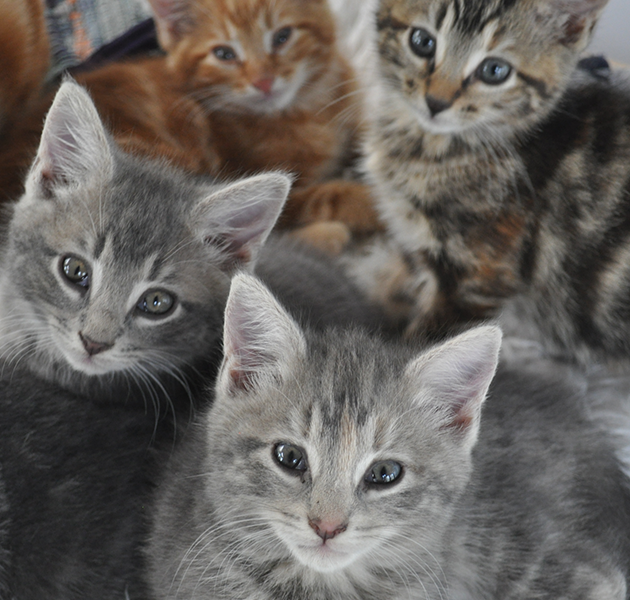 Standard and Pure bred Kittens starting from $200