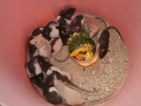 Healthy Rats for Sale - Perfect Pets