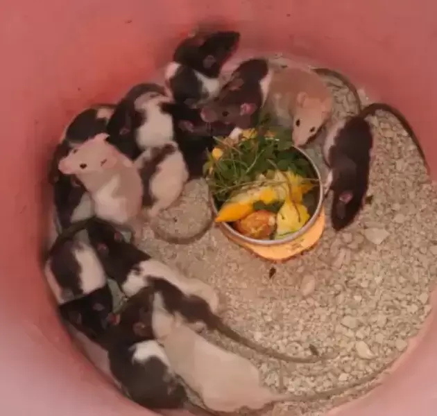Healthy Rats for Sale - Perfect Pets