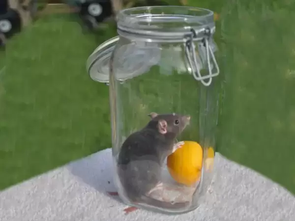 Adorable Baby Rats (females) for Sale - The Perfect New Addition to Your Home