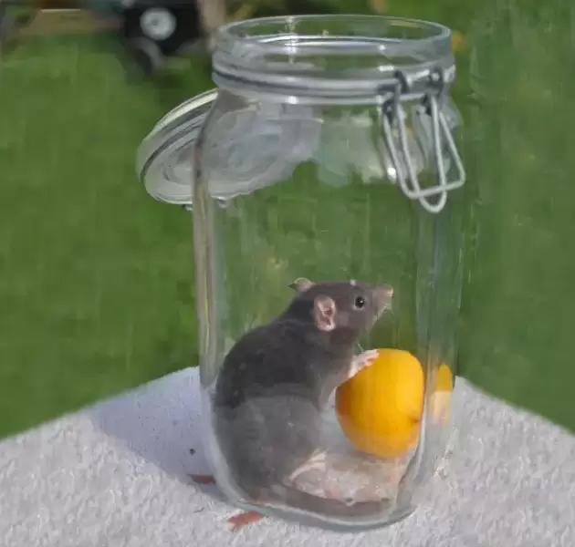 Adorable Baby Rats (females) for Sale - The Perfect New Addition to Your Home