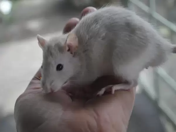 Baby Rat Kittens for Sale - (Males) Perfect for Unique and Fun Entertainment