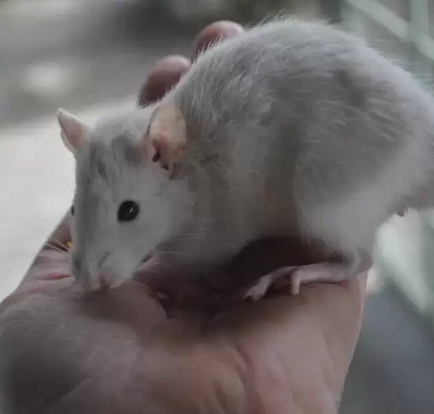 Baby Rat Kittens for Sale - (Males) Perfect for Unique and Fun Entertainment