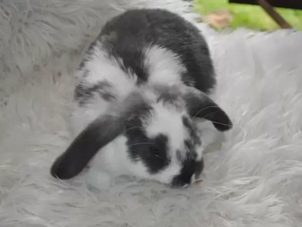 Adorable Baby Bunnies for Sale - The Perfect Furry Friend for Your Home