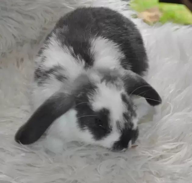 Adorable Baby Bunnies for Sale - The Perfect Furry Friend for Your Home