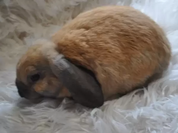 Sable Minilop