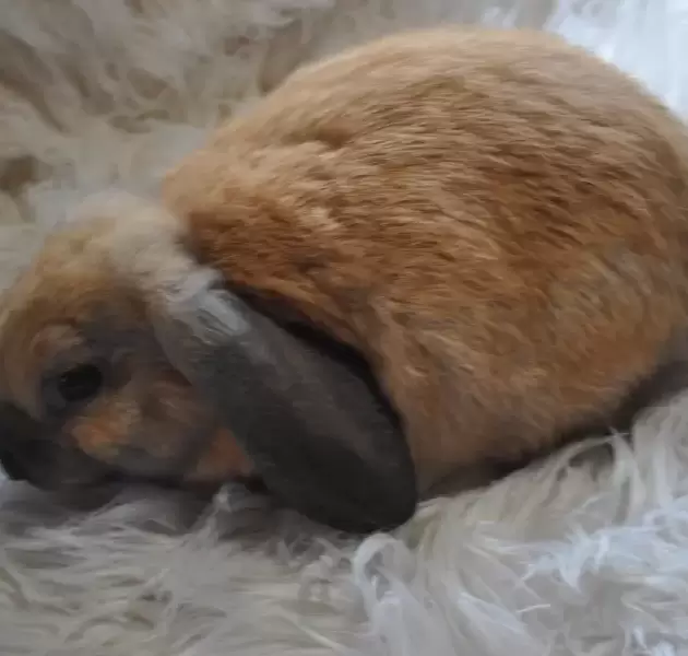 Sable Minilop