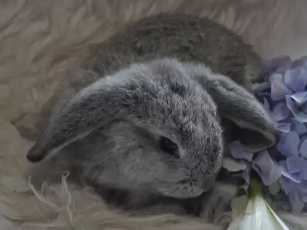 Chinchilla Minilop