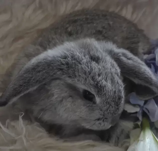 Chinchilla Minilop