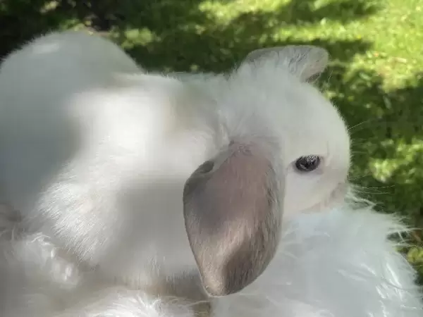 Siamese Minilop