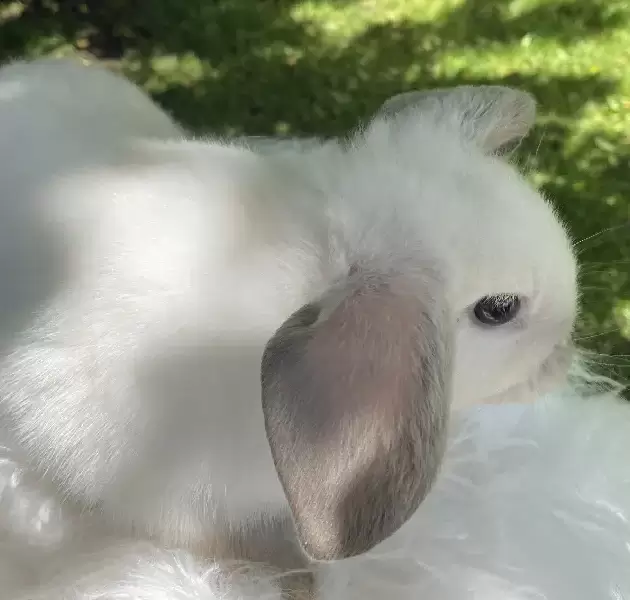 Siamese Minilop
