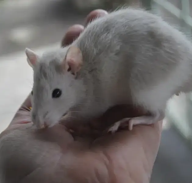 Mouse and Rat sitting