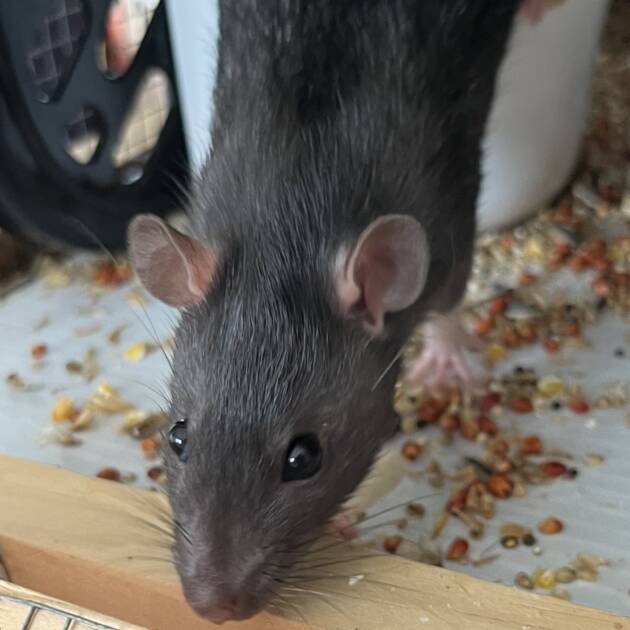 Rehoming Service