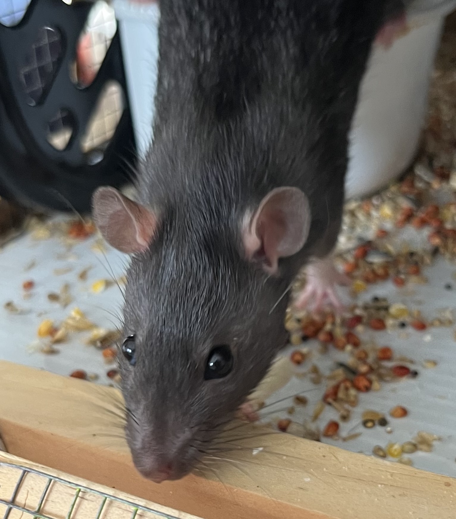 Rehoming Service